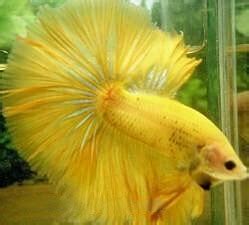 peixe beta|Betta splendens – Wikipédia, a enciclopédia livre.